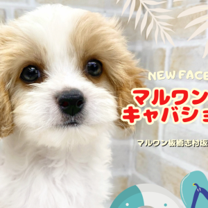 【 MIX 】マルワンのミックス犬といえばキャバション!入店初日から注目の的!