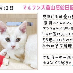 【 マンチカン 】見た目も可愛いスイカのサマーベットをプレゼント!