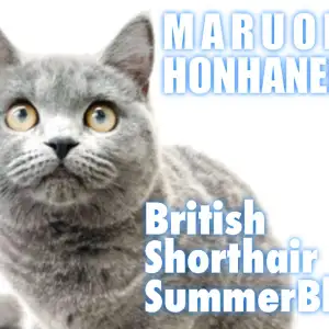 【 ブリティッシュショートヘア 】お利口ブリちゃんと始める夏の物語!