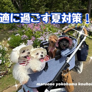 【 お役立て情報 】猛暑を乗り切る!快適に過ごす夏の対策法