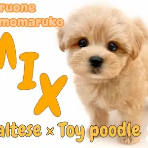 【 MIX 】ぬいぐるみ級の愛嬌と元気いっぱいな性格が魅力的なマルプーの女の子!