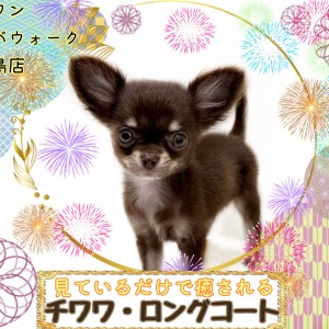 【 チワワ・ロングコート 】小さい体ながらも元気いっぱいパワフルな女の子!