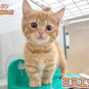 【 ミヌエット 】短足と丸顔の癒し王子!甘えん坊で可愛い男の子が浦和に登場
