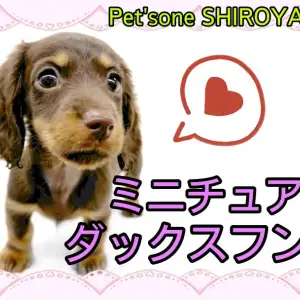 【 ミニチュアダックスフント 】可愛さがギュッと詰まったダっちゃん登場！