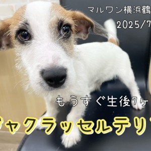 【 ジャックラッセルテリア 】もうすぐ生後7ヶ月!只今お散歩習得中!