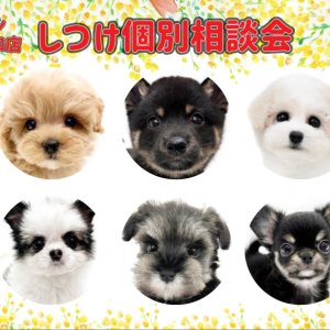 【 しつけ個別相談会 】愛犬との絆の結び方レクチャーとお悩み相談!