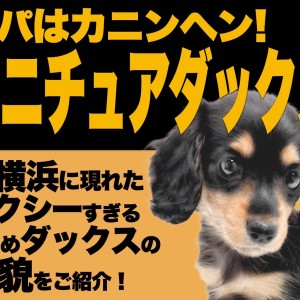 【 ミニチュアダックス 】セクシーさ秘めた優しい瞳の小さめサイズがやってきた!
