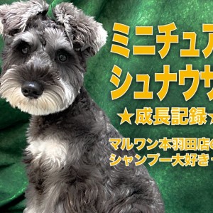 【 ミニチュアシュナウザー 】『今日もおりこうさん』って褒められたシャンプーマスター！
