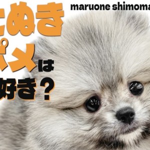 【 ポメラニアン 】たぬき顔現る!穏やかさと子犬らしい純粋な性格が魅力の女の子!