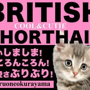【 ブリティッシュショートヘア 】唯一無二のシマブリコロンはこの子に決まり!