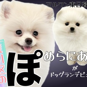【 ポメラニアン 】ワクチン終了!穏やか爆毛ポメちゃんの社交界デビュー!