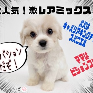 【 キャバション 】最強目力を持つ女の子降臨!カフェオレのポイントカラーに注目!
