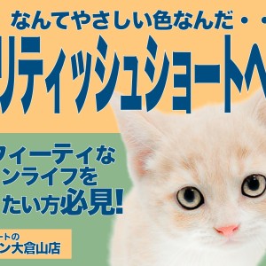 【 ブリティッシュショートヘア 】丸顔選手権優勝!見た目も性格も丸いクリームCAT