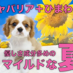 【 キャバリア 】優しさ成分多めのキャバちゃんと過ごすマイルドな夏!