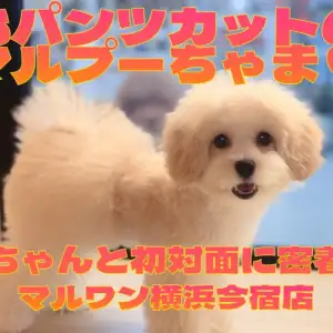 【 MIX 】今宿VIPルームデビュー！ロシアンブルーと初対面のマルプーちゃま！