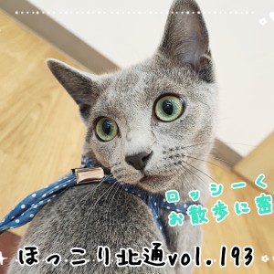 【 ほっこり北通vol.193 】適応能力抜群!ロッシーくんのお散歩に密着!