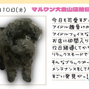 【  トイプードル 】アイドル級の可愛さ!メンテナンスしてたらすごい発見!