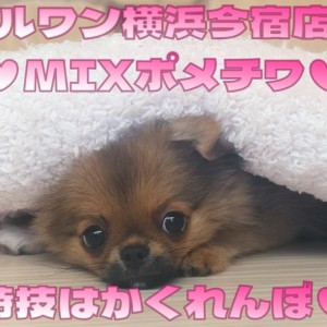 【 MIX 】生後4ヶ月体重930g!小さめサイズの超フレンドリーな女の子!