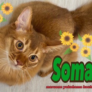 【 ソマリ 】生後6ヶ月の美ボディソマリくんと多頭飼いはじめませんか?
