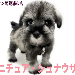 【 ミニチュア・シュナウザー 】最上級に可愛いお顔と穏やかな性格が魅力の美少女