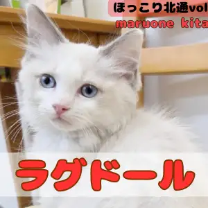 【 ほっこり北通vol.191 】フミフミ大好きな甘えん坊ラグドールが入店!!