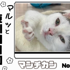 【 マルっと東川口日和No.53 】短足マンチくんのまったりタイムに密着!