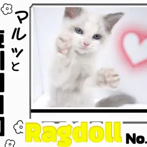 【 マルっと東川口日和No.51 】圧倒的飼いやすさ!超温厚ほのぼのラグちゃん!