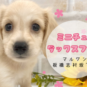 【 ミニチュアダックス 】短めなマズルでベビーフェイスなダックスちゃんをご紹介!