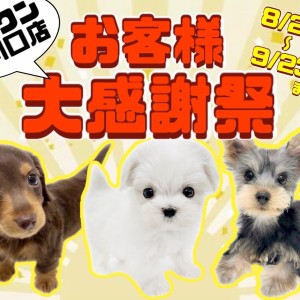 【 お客様大感謝祭スタート! 】東川口店に在店しているワンちゃん達をご紹介!