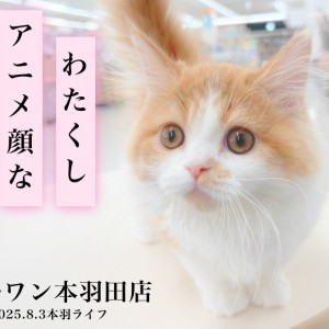 【 ミヌエット 】アニメ顔と赤毛の少女!短足生活は私と共に。