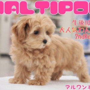 【 MIX・マルプー 】元気いっぱい愛嬌バツグンのアプリコット女子の生後110日レポート!