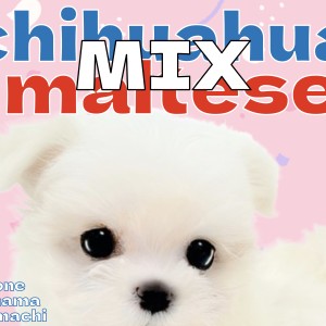【 MIX 】チワワ×マルチーズ!小さな体に溢れる魅力!