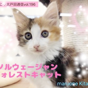 【 ほっこり北通vol.196 】人が大好きな性格！三毛猫模様ノルちゃんの日常
