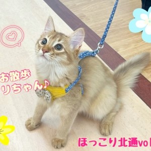 【 ほっこり北通vol.207 】リードデビュー!遊び上手なソマリちゃん