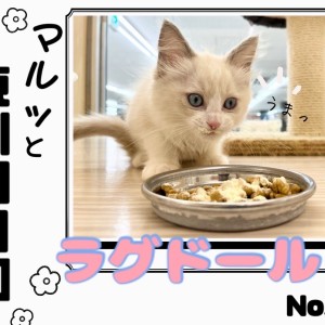 【 マルっと東川口日和No.58 】純白の美少女!癒し系ラグドール現る!