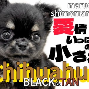 【 チワワ 】可愛いさは永遠に!人が大好きな小さめサイズのブラタンドワーフ体型!