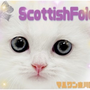 【 スコティッシュフォールド 】レアカラーと唯一無二の模様に注目!困り顔スコ到来