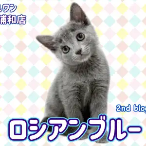 【 ロシアンブルー 】 輝く瞳と美しい毛色をもつ甘えん坊な女の子！