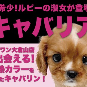 【 キャバリア 】超希少!ルビーカラーを身にまとったフレンドリープリンセス!