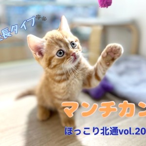 【 ほっこり北通vol.201 】甘えん坊なニューフェイス!足長マンチカンくん