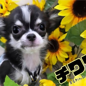 【 チワワ 】性格良し!ビジュアル良し!多頭飼いにもお勧めなフレンドリードッグ!