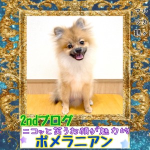 【 ポメラニアン 】ニコッと笑うお顔がとっても魅力的なポメちゃん2ndブログ