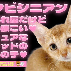 【 アビシニアン 】完璧すぎるお顔立ちとプロポーション!将来有望の良血統!