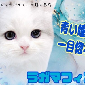 【 ラガマフィン 】食べるの大好き!遊ぶの大好き!可愛いお顔のラガちゃん