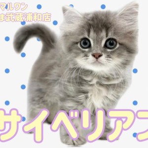 【 サイベリアン 】気品あふれるブルークラシックタビーの男の子が埼玉に降臨