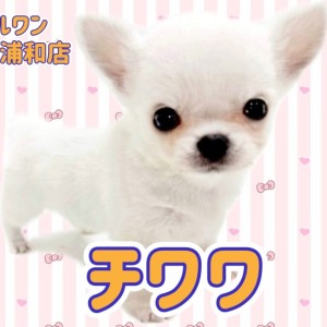 【 チワワ 】究極の純白パピー!マルワンプレミアムの小さな天使が登場!
