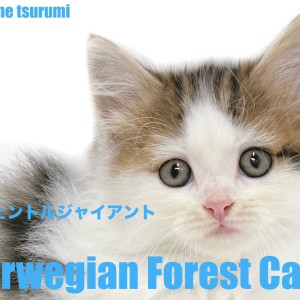 【 ノルウェージャンフォレストキャット 】美しいブラウンタビー&ホワイトの男の子が登場!