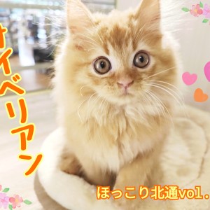 【 ほっこり北通vol.218 】元気いっぱい遊び上手なサイベリアンくん登場!