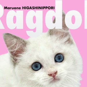 【 ラグドール 】スカイブルーの瞳!慈愛に満ち溢れた蒼瞳の美少女がやってきた!