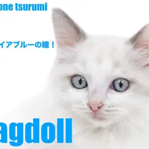 【 ラグドール 】上品で愛らしいブルーポイントバイカラーの男の子!